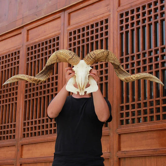 Sheep Skull With XL Horns