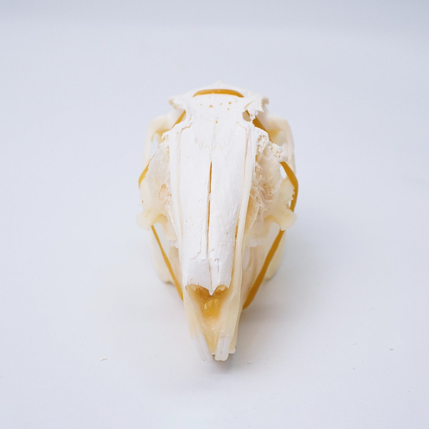 Rabbit Skull