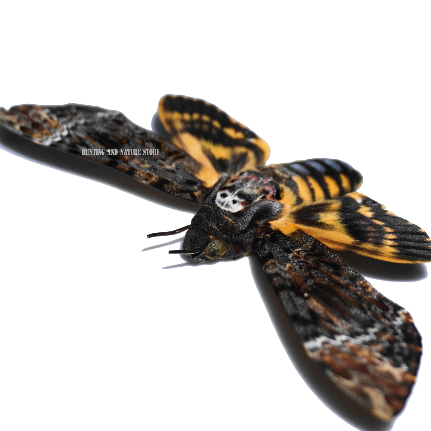 Rare Death’s Head Hawk Moth Specimen