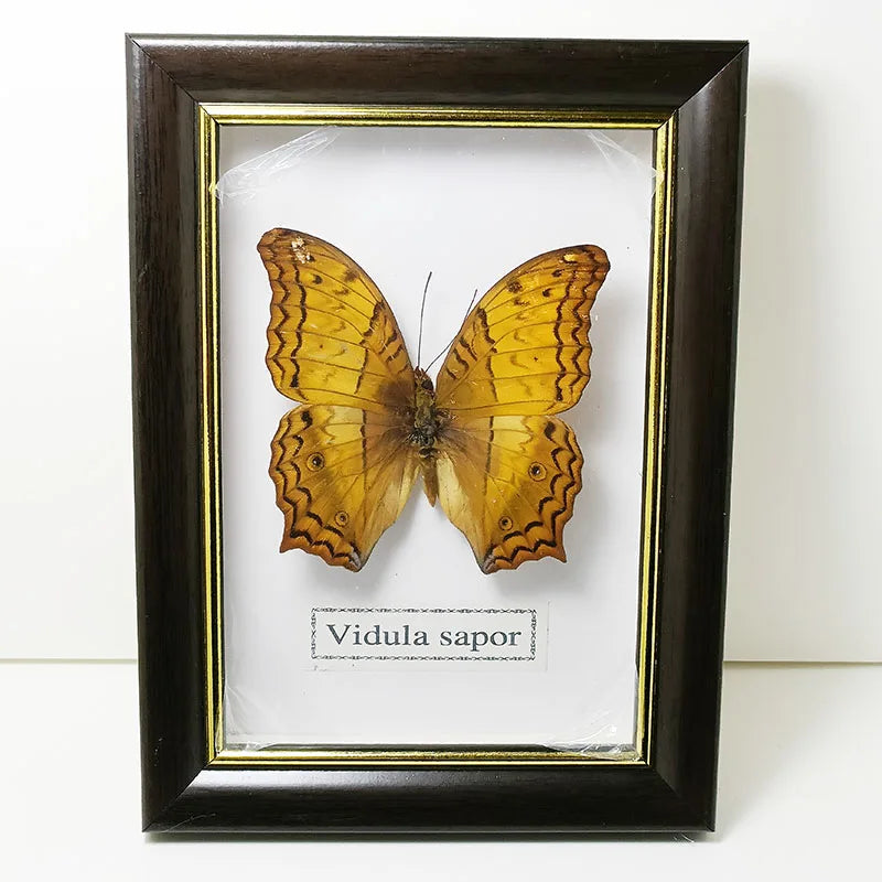 Framed Butterfly Specimens