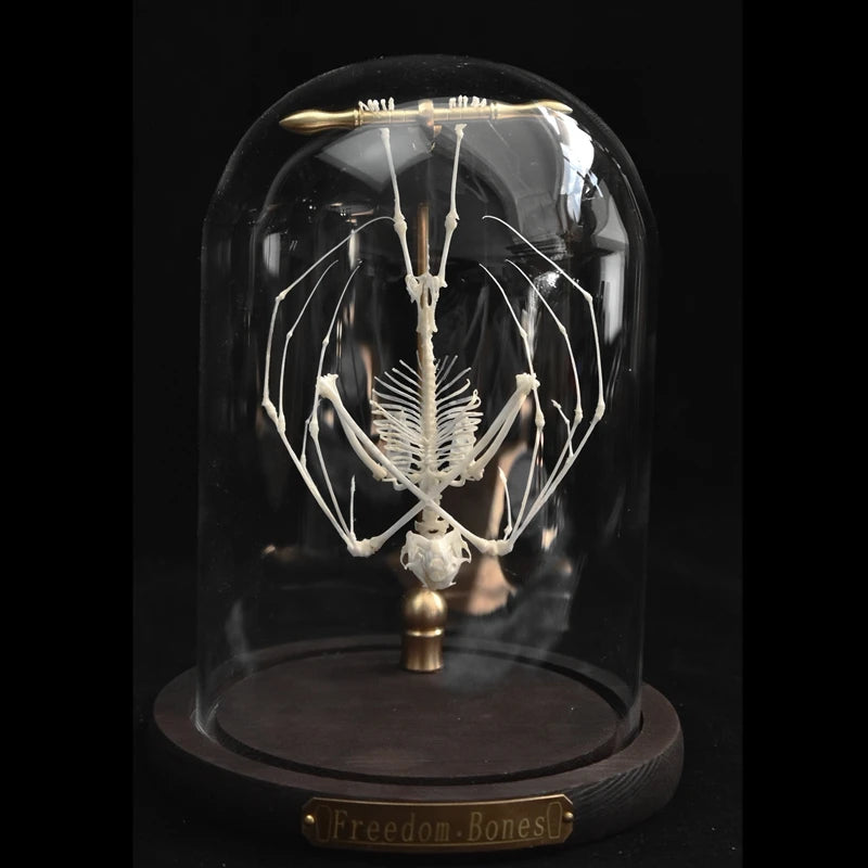 Posed Bat Skeleton in Glass Dome