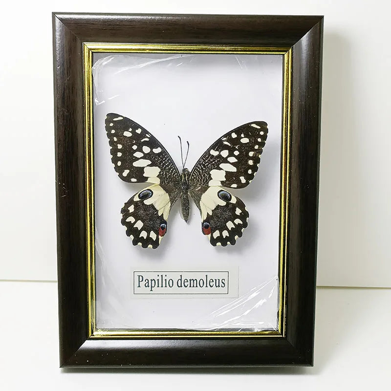 Framed Butterfly Specimens