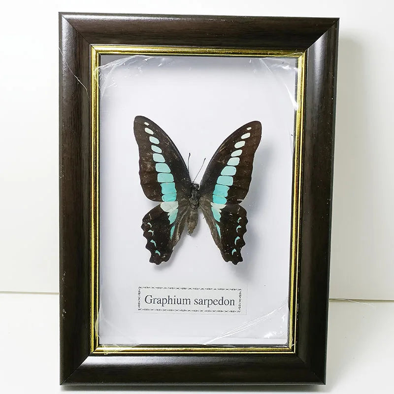 Framed Butterfly Specimens