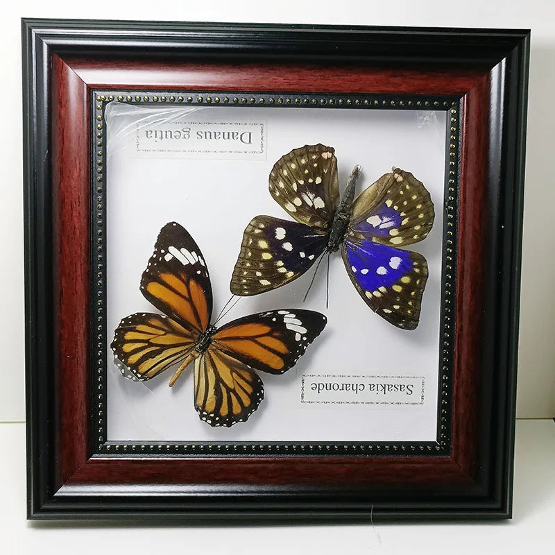 Framed Butterfly Specimens