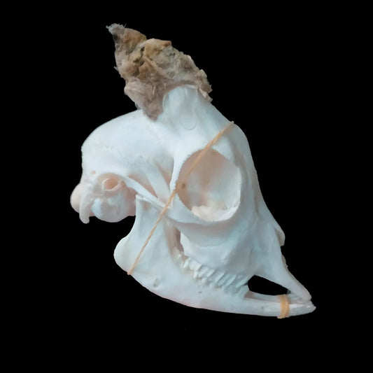 Horned Ram Skull