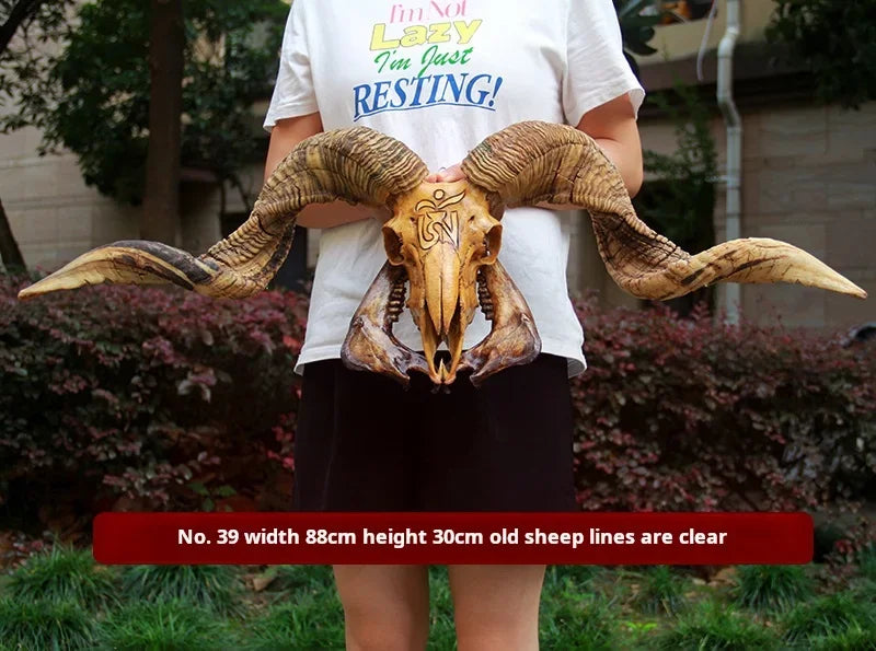 Sheep Skull With XL Horns