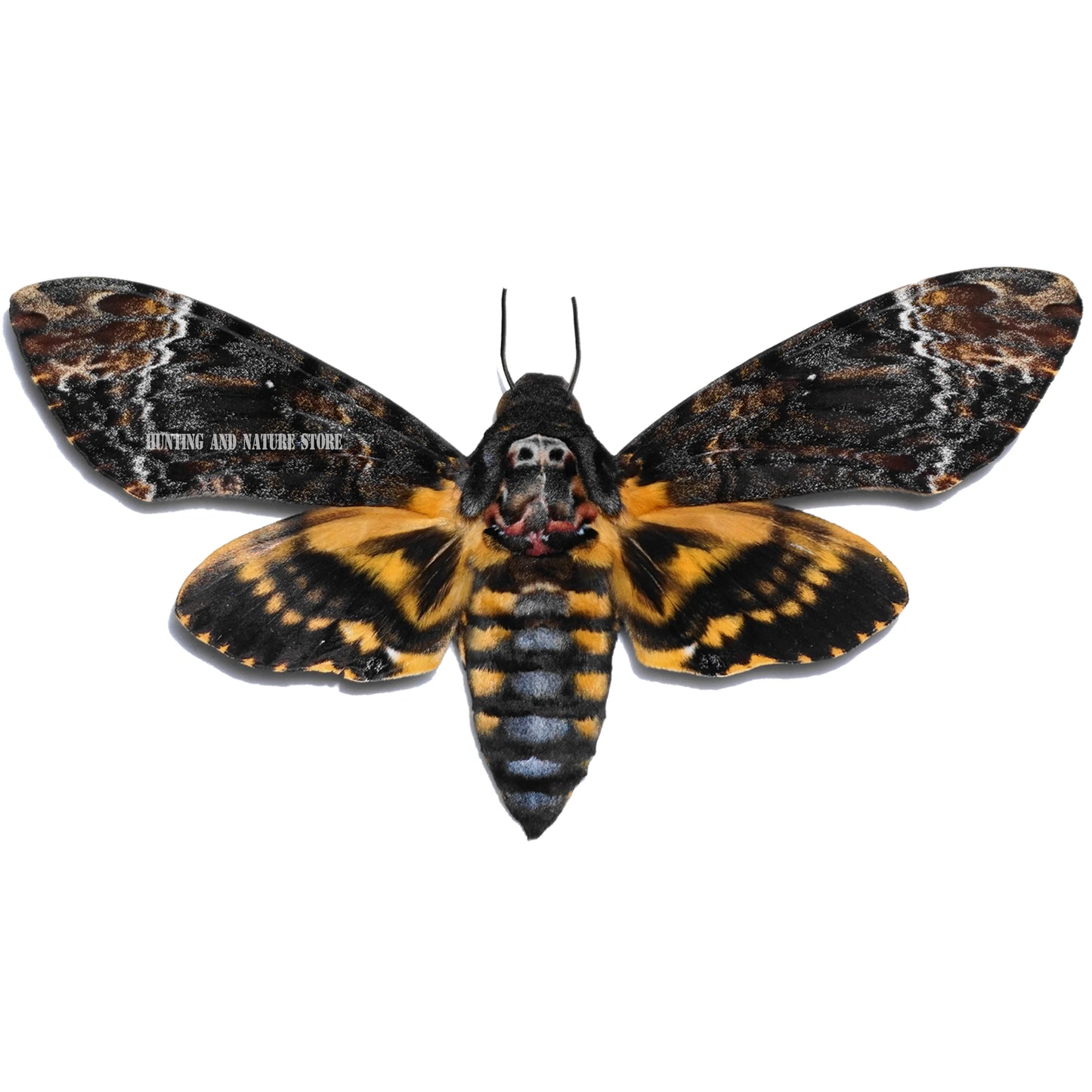 Rare Death’s Head Hawk Moth Specimen