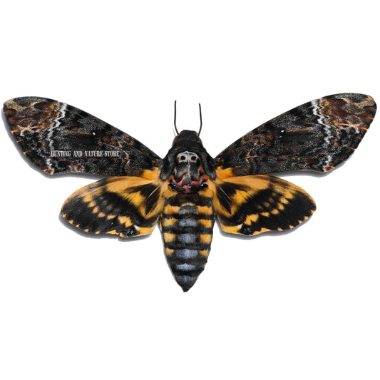 Rare Death’s Head Hawk Moth Specimen