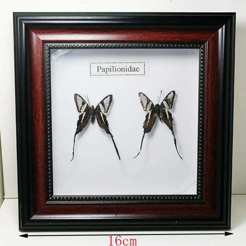 Framed Butterfly Specimens