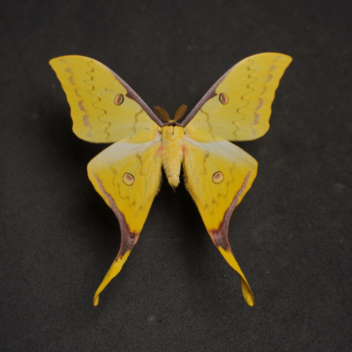 Rare Luna Moth Specimens
