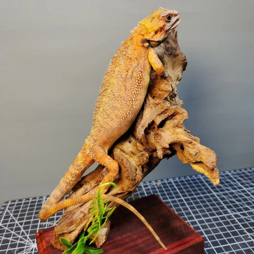 Posed Taxidermy Bearded Dragon