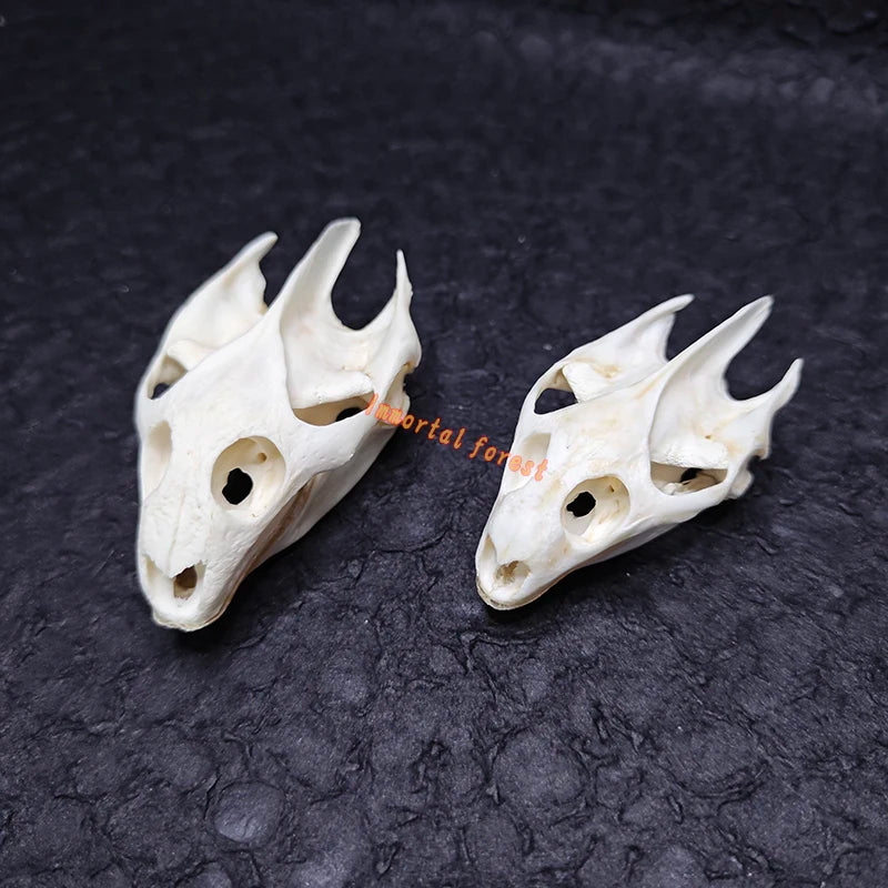 Turtle skull
