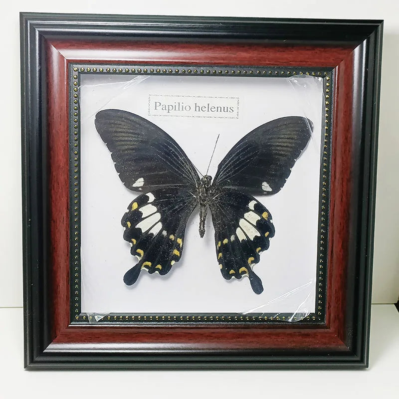 Framed Butterfly Specimens