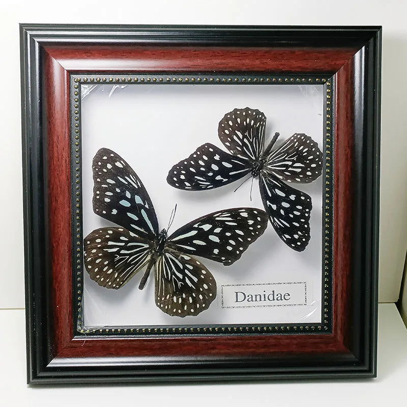 Framed Butterfly Specimens