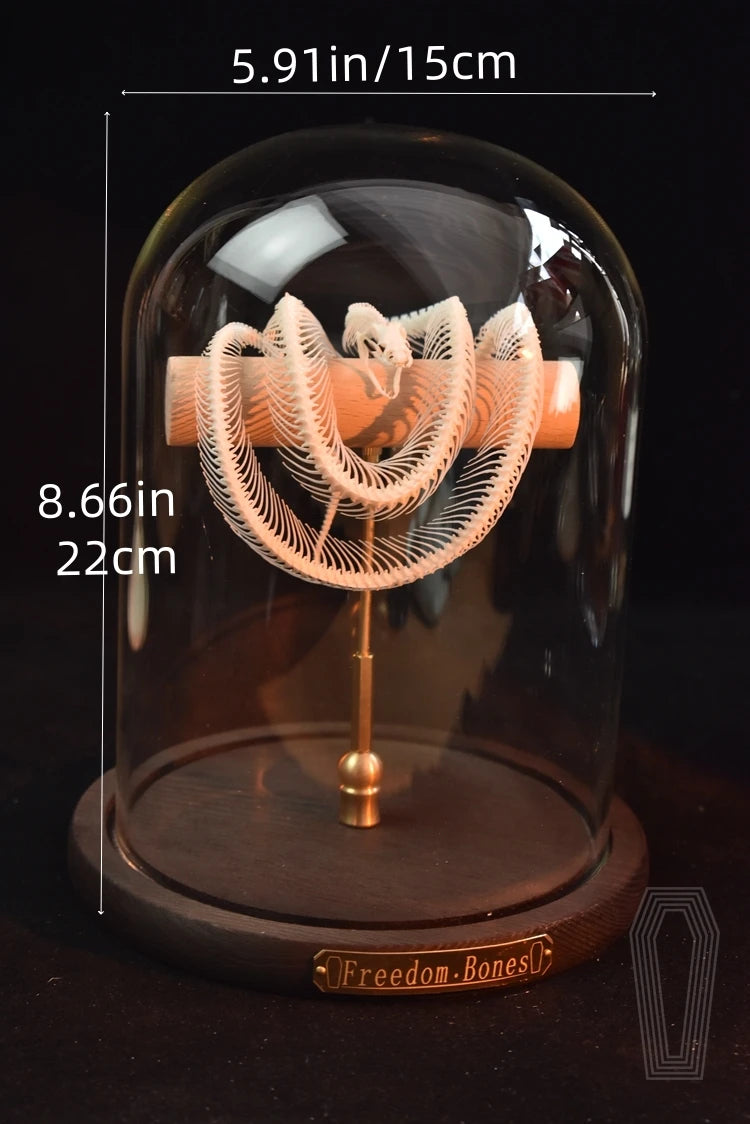 Posed Snake Skeleton in Glass Dome