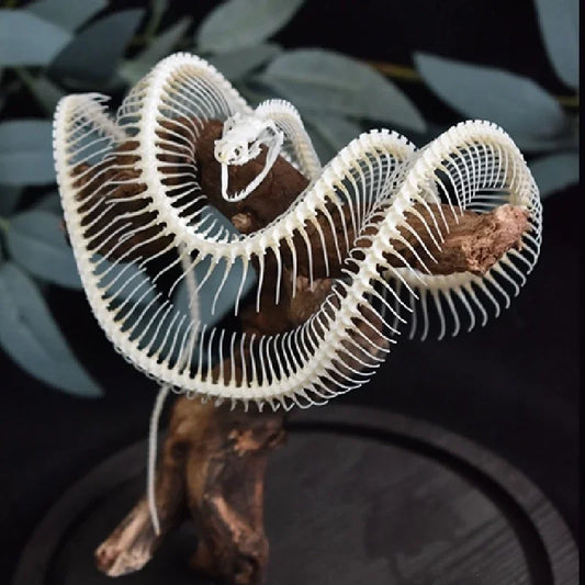 Posed Snake Skeleton in Glass Dome