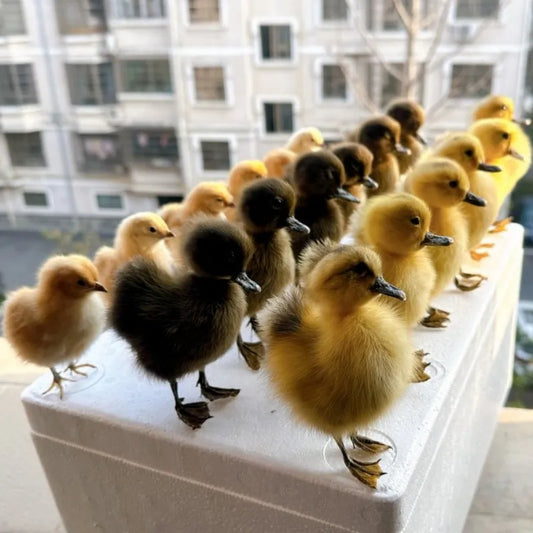 Taxidermy Chicks and  Duckings