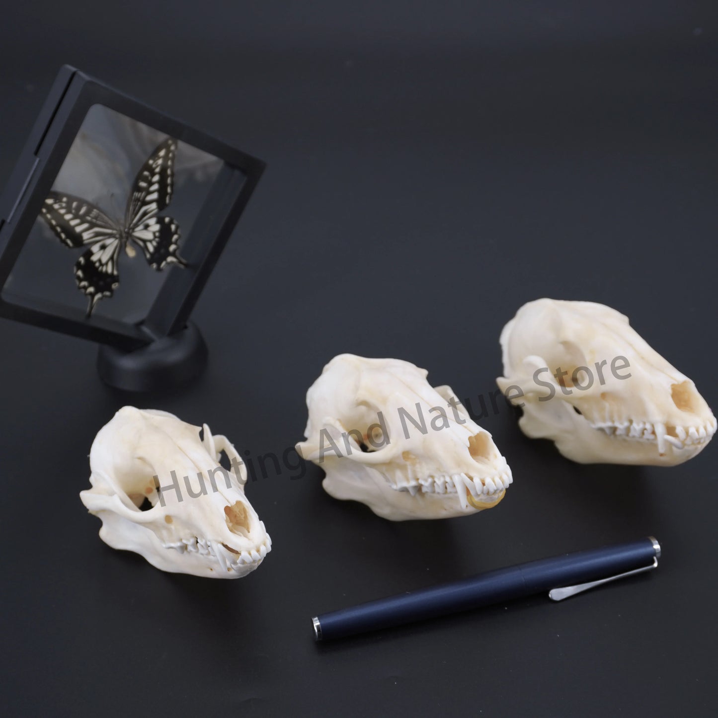 Raccoon Skull