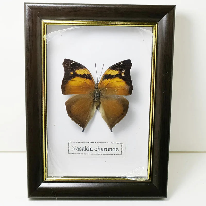 Framed Butterfly Specimens