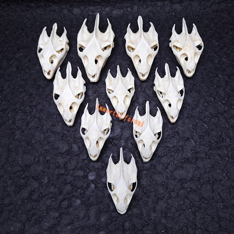Turtle skull