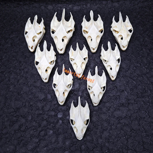 Turtle skull