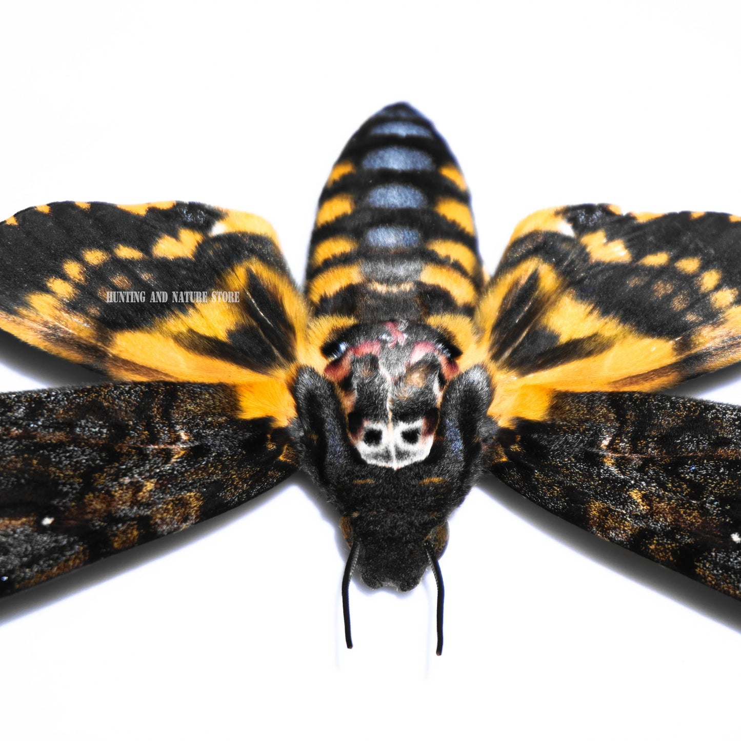 Rare Death’s Head Hawk Moth Specimen