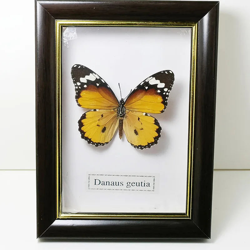 Framed Butterfly Specimens