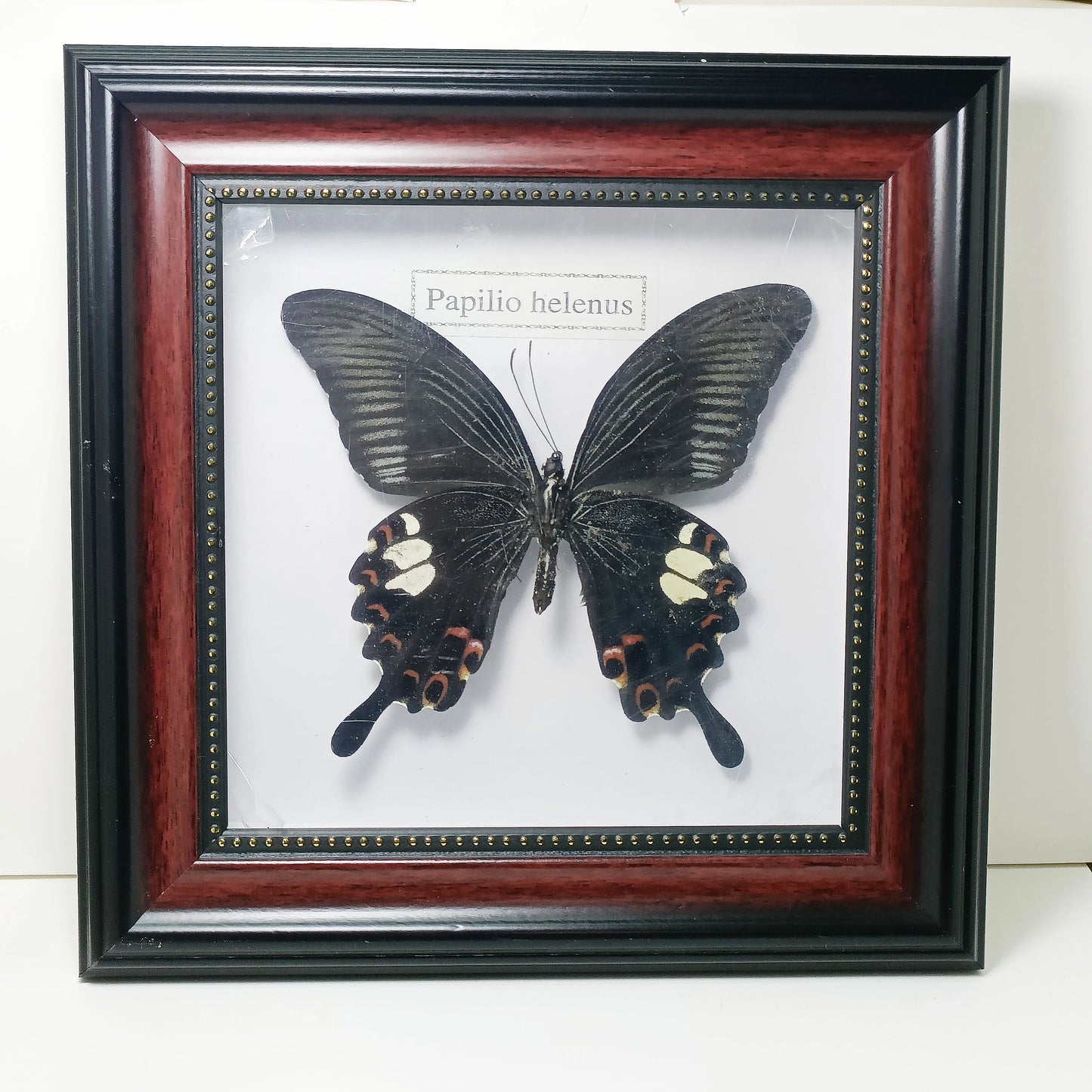 Framed Butterfly Specimens