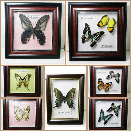 Framed Butterfly Specimens