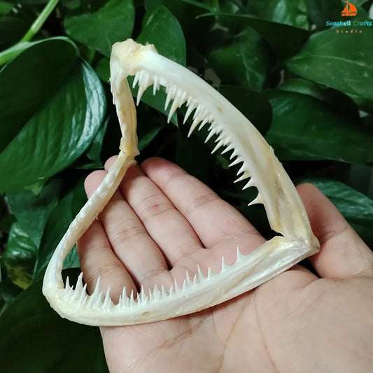 Anglerfish Jaw