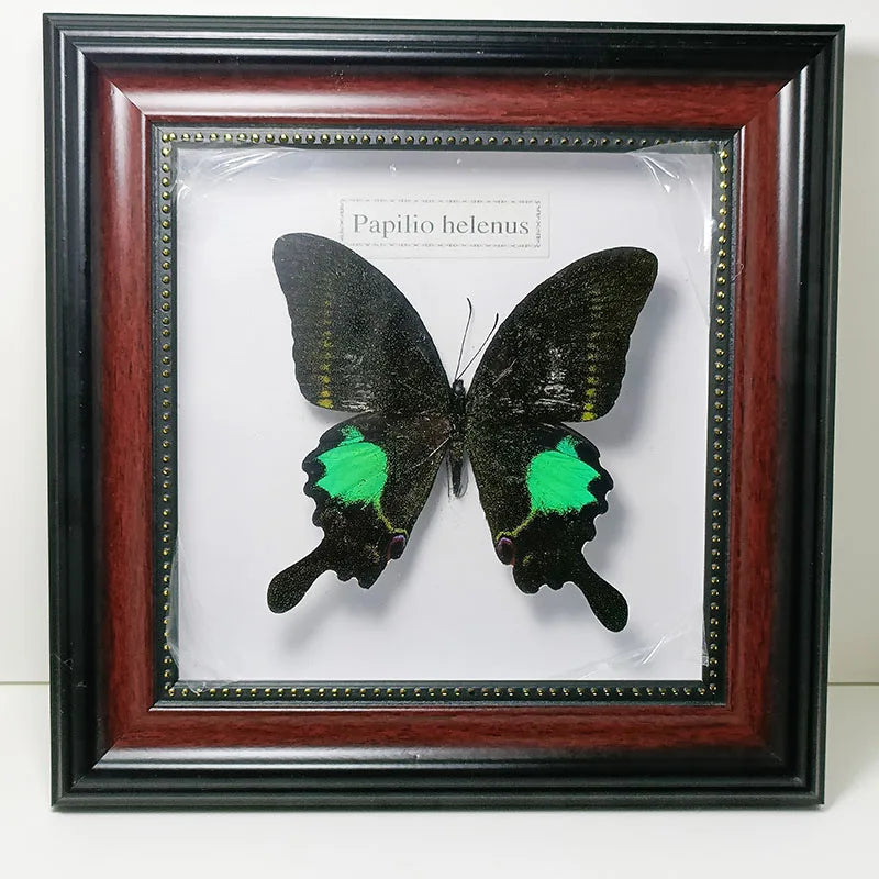 Framed Butterfly Specimens