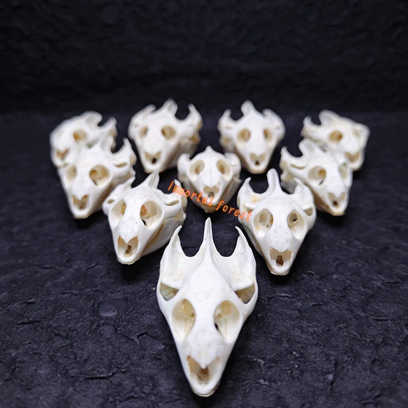 Turtle skull