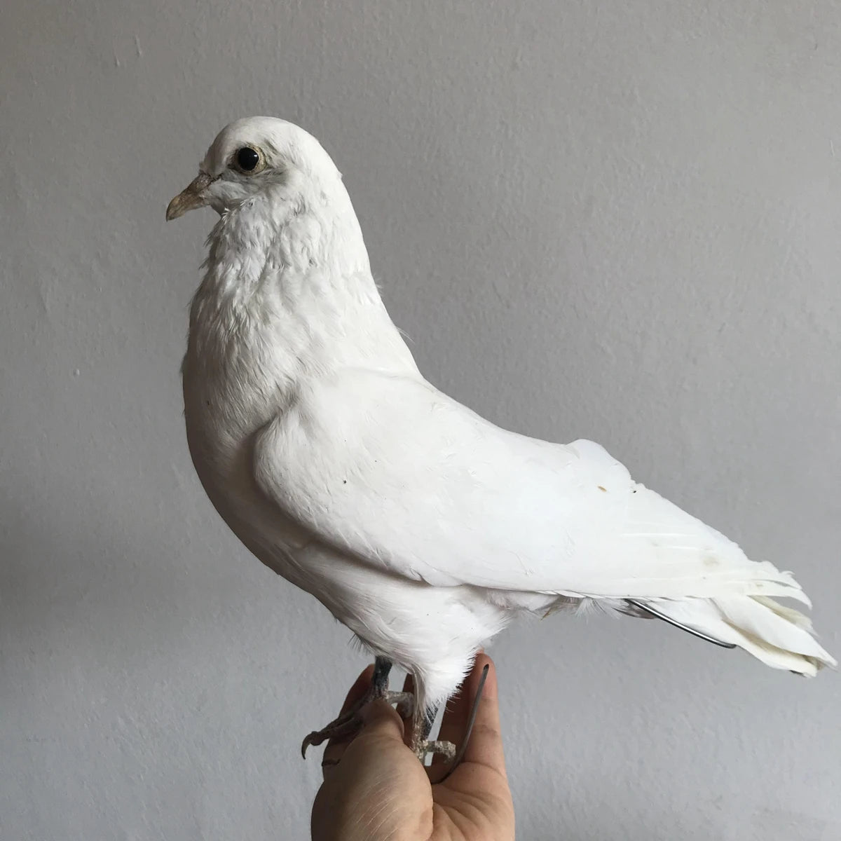 Taxidermy White Pigeon