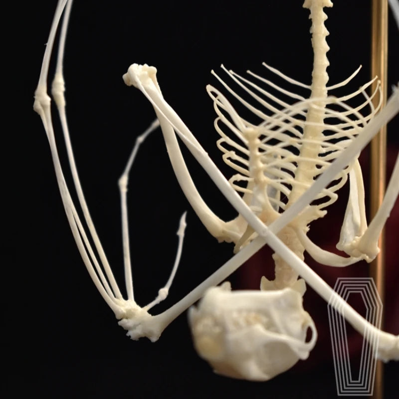 Posed Bat Skeleton in Glass Dome
