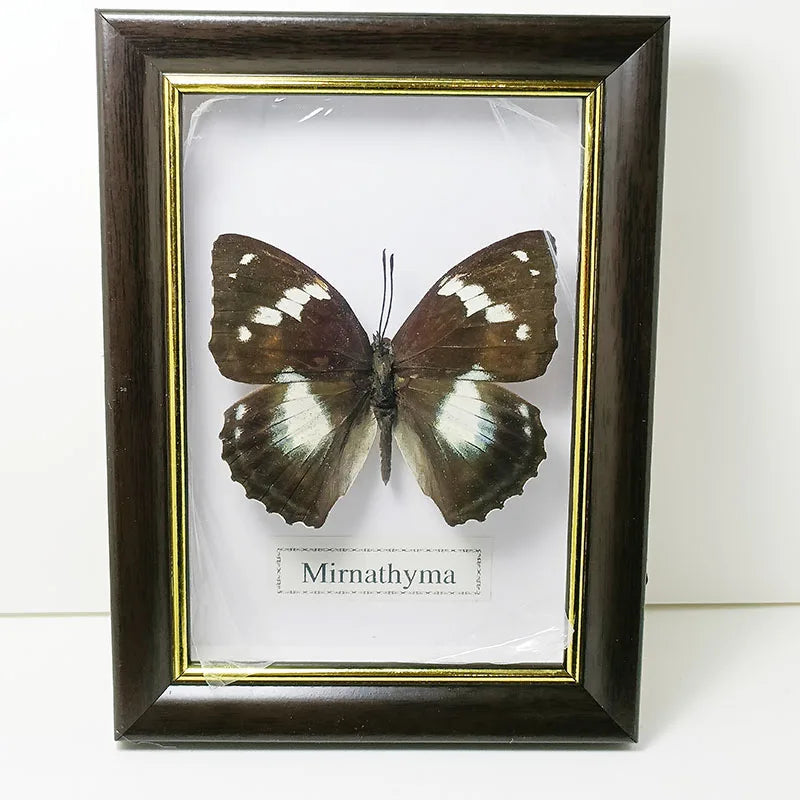 Framed Butterfly Specimens