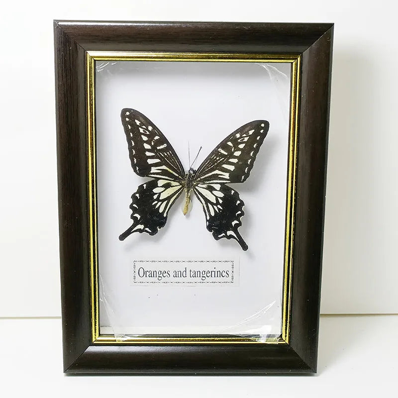 Framed Butterfly Specimens