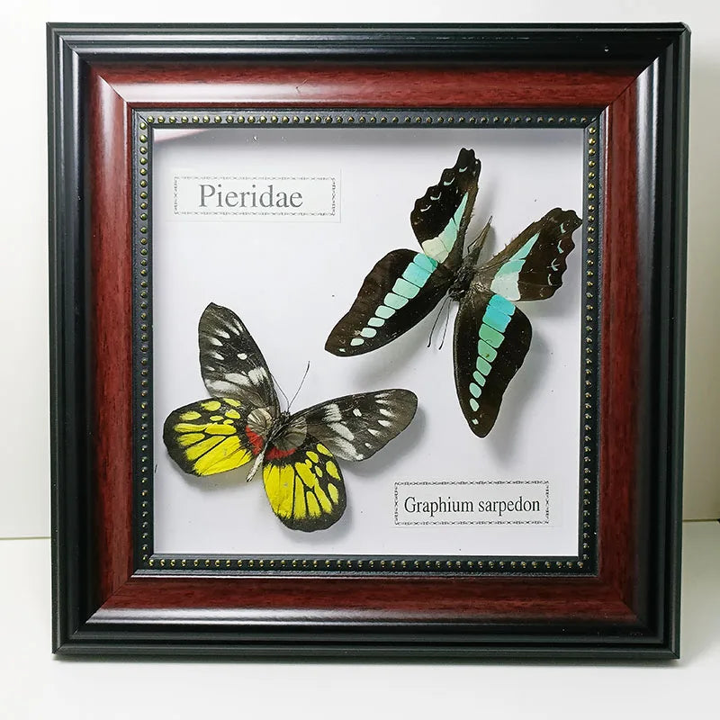 Framed Butterfly Specimens