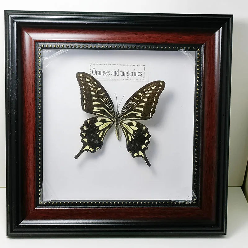 Framed Butterfly Specimens