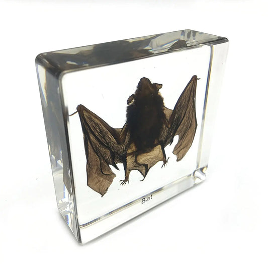 Taxidermy Vampire Bat - Cast in Resin