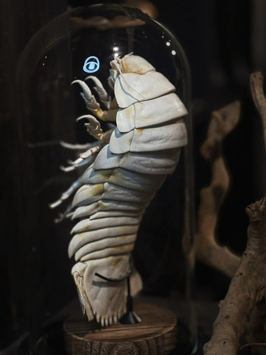Posed Rare Giant Isopod in Glass Dome