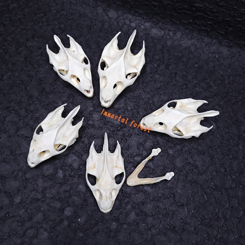 Turtle skull