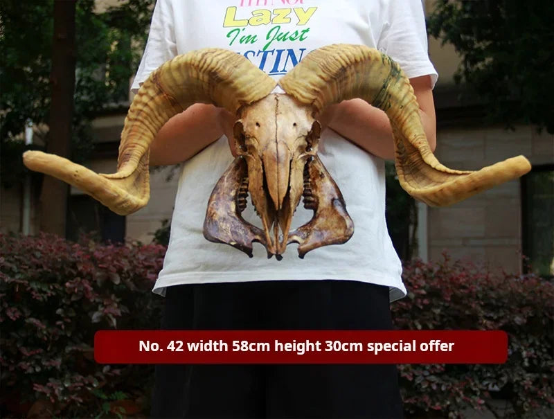 Sheep Skull With XL Horns