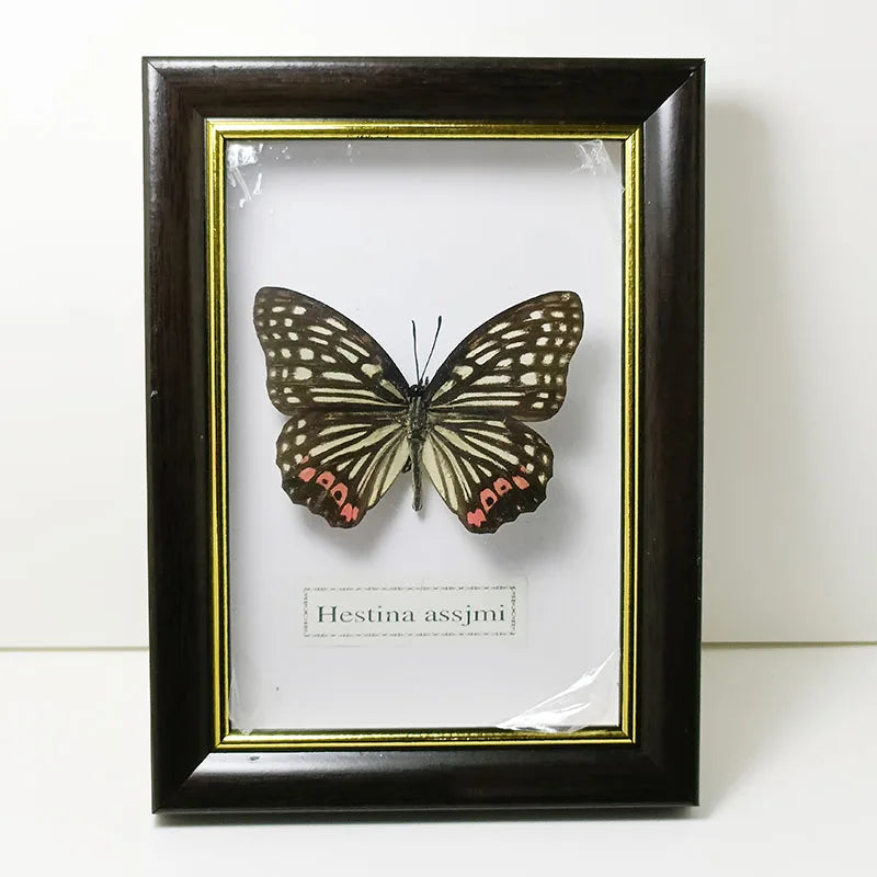 Framed Butterfly Specimens
