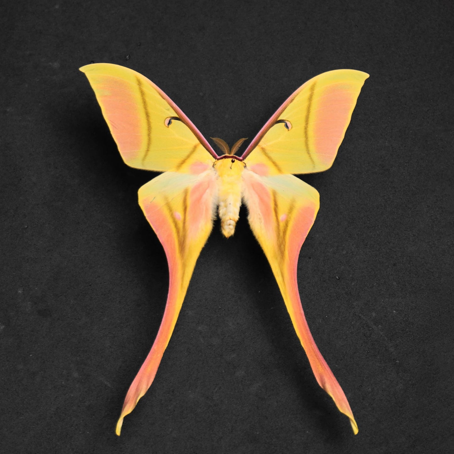 Rare Luna Moth Specimens