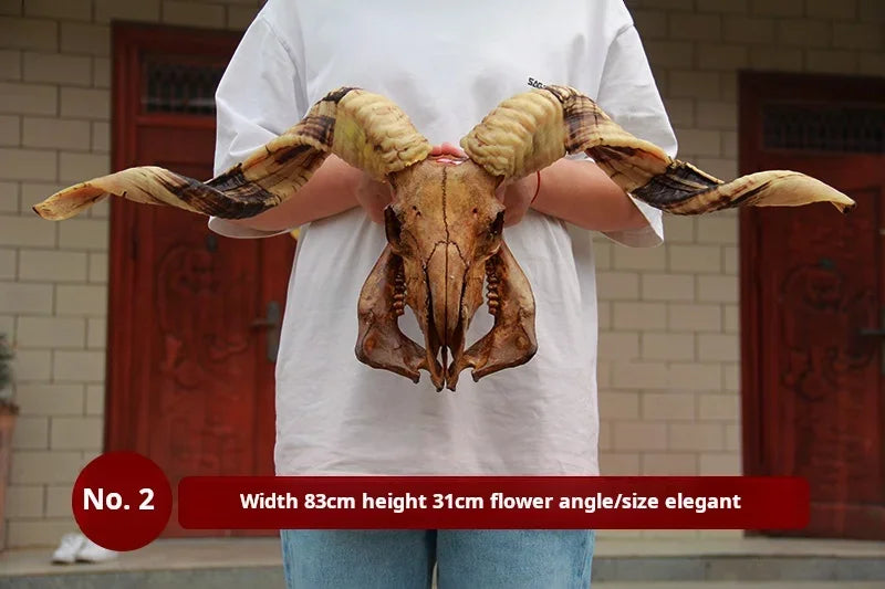 Sheep Skull With XL Horns