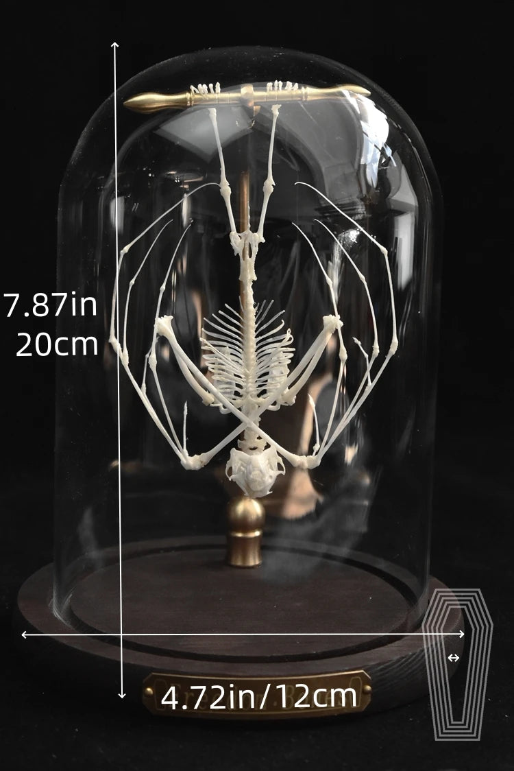 Posed Bat Skeleton in Glass Dome