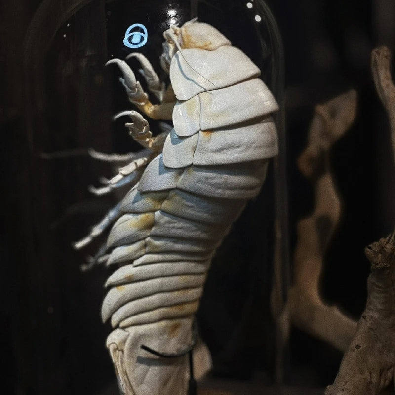 Posed Rare Giant Isopod in Glass Dome
