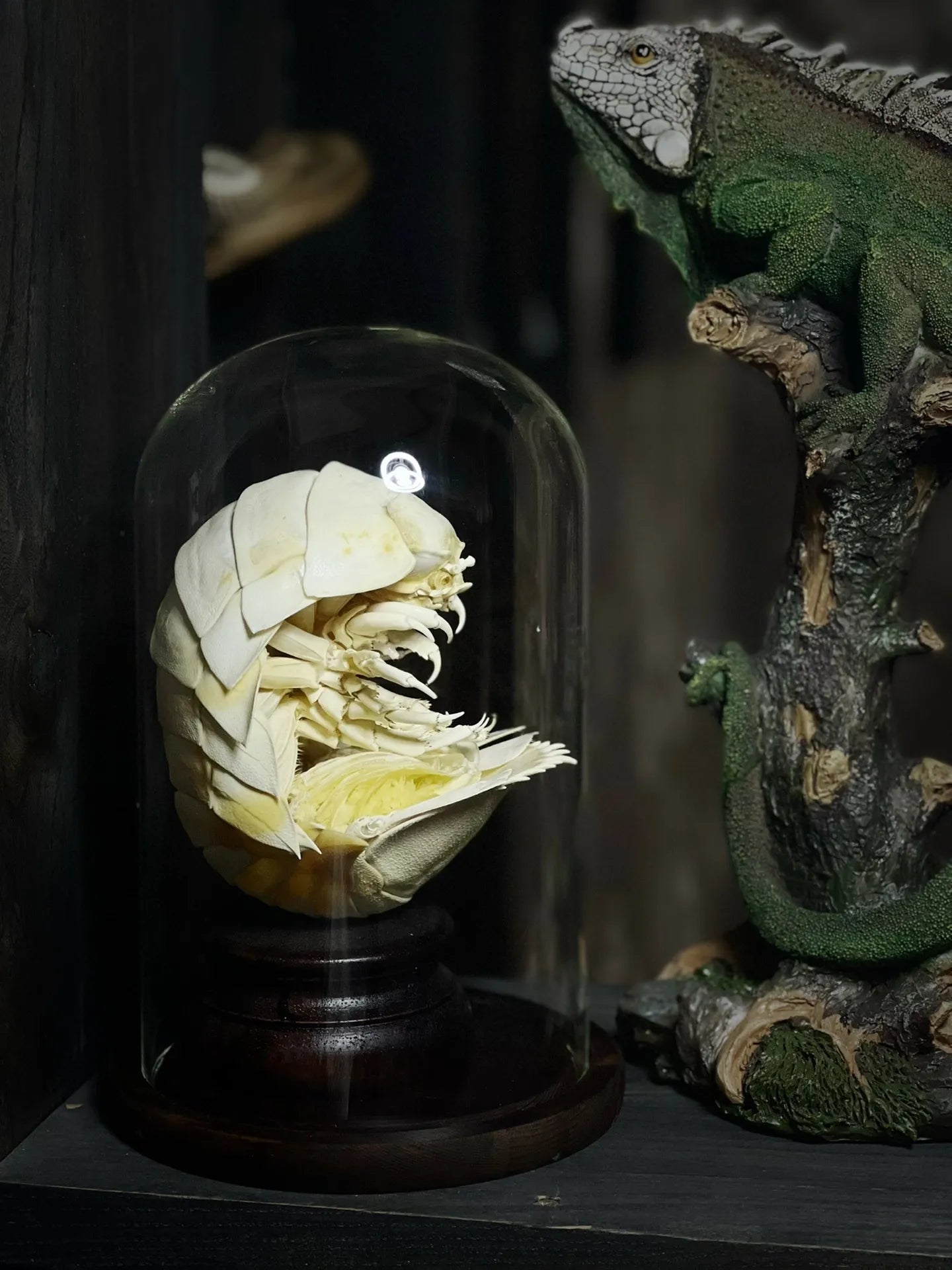 Posed Rare Giant Isopod in Glass Dome