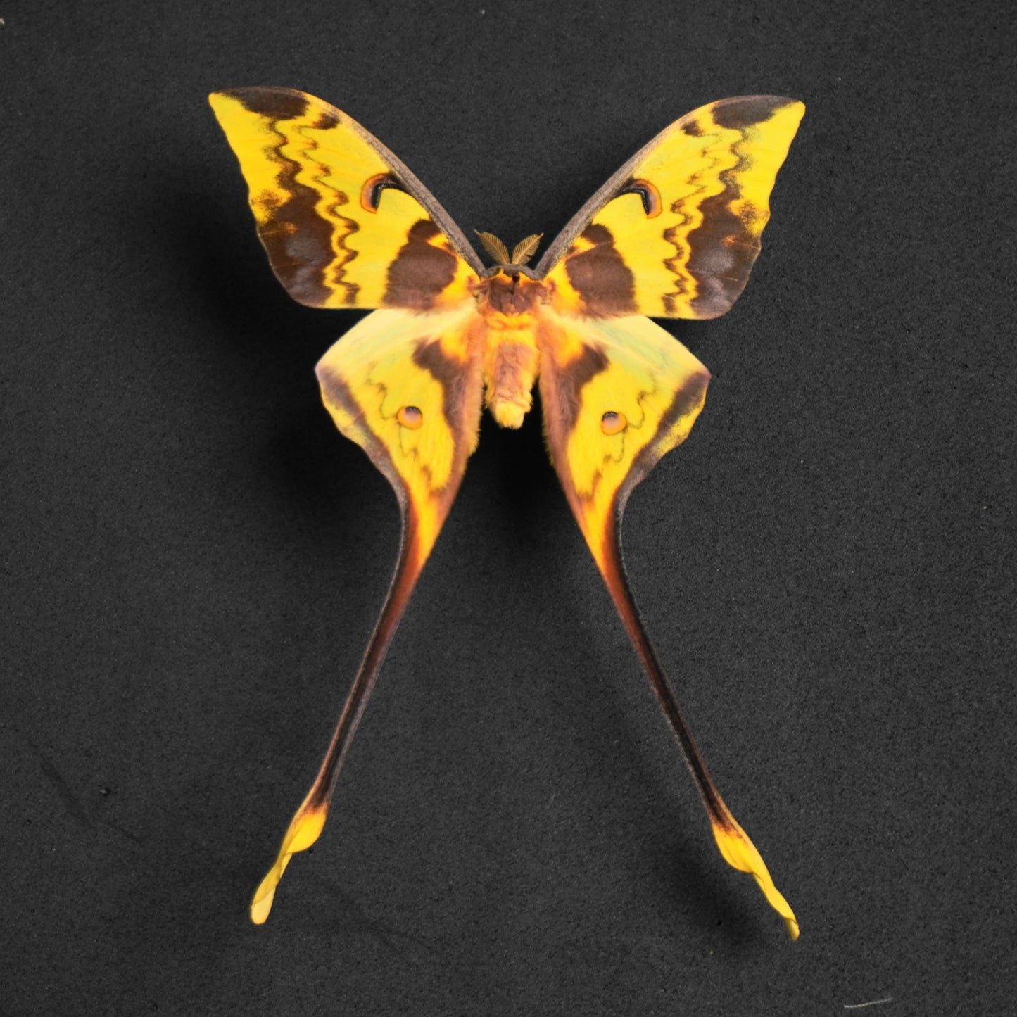 Rare Luna Moth Specimens