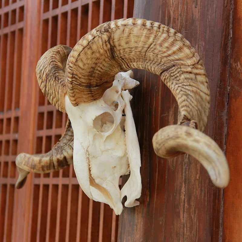 Sheep Skull With XL Horns